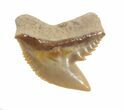 Fossil Tiger Shark Tooth - Florida #40269-1